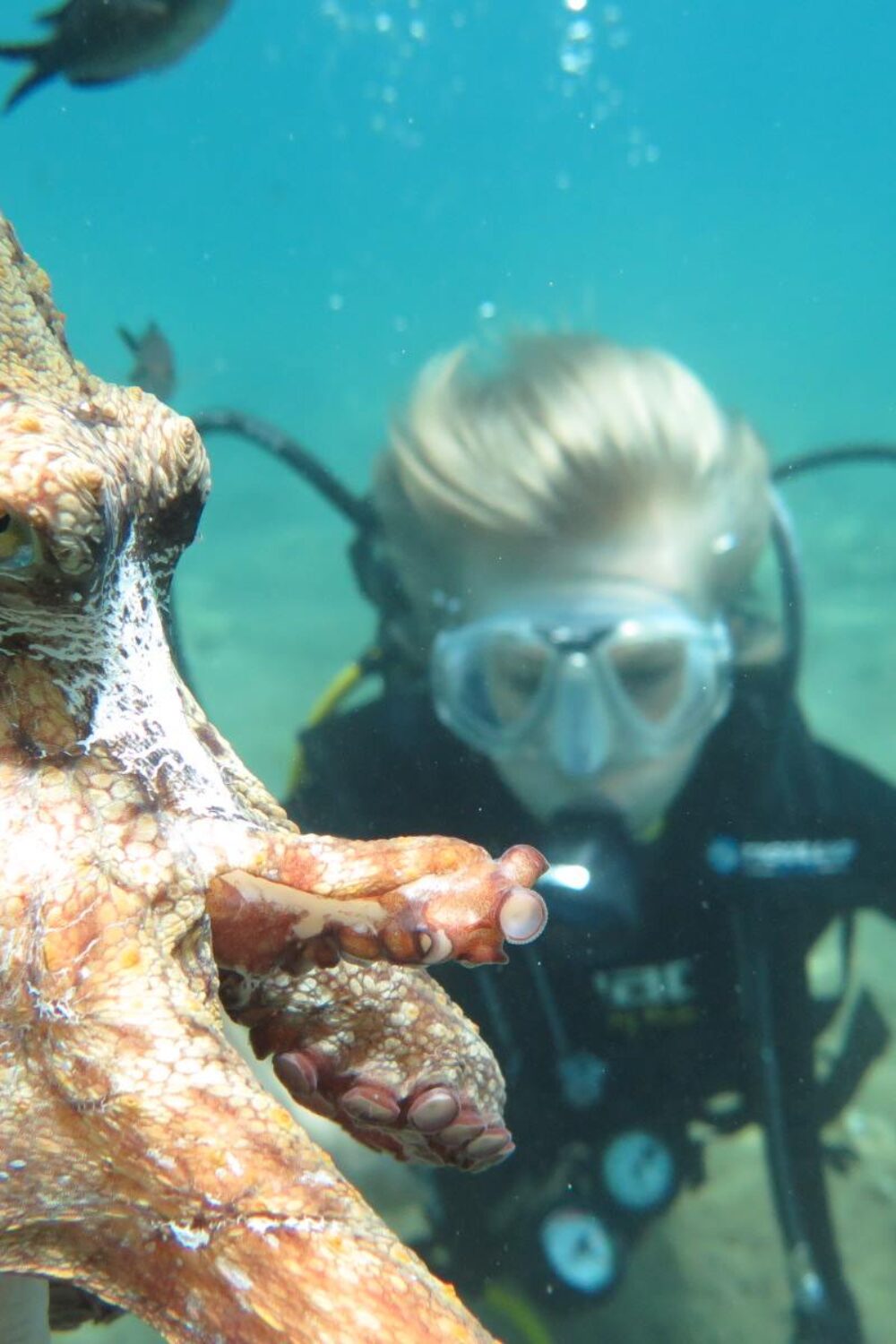a diver and an octopus underwater